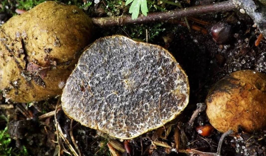 İlk kez keşfedildi: Dünyada sadece o kentimizde yetişiyor! Meğer ağaçların altındaymış, bugüne kadar fark edilmemiş 16
